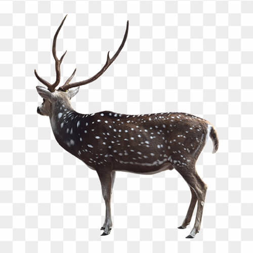 Free download Deer animal transparent image